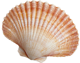 Shell Image